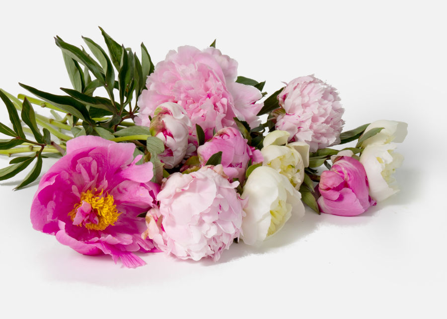The Peony » Send Flower Bouquets UrbanStems Flower Delivery